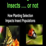Gardening for Insects